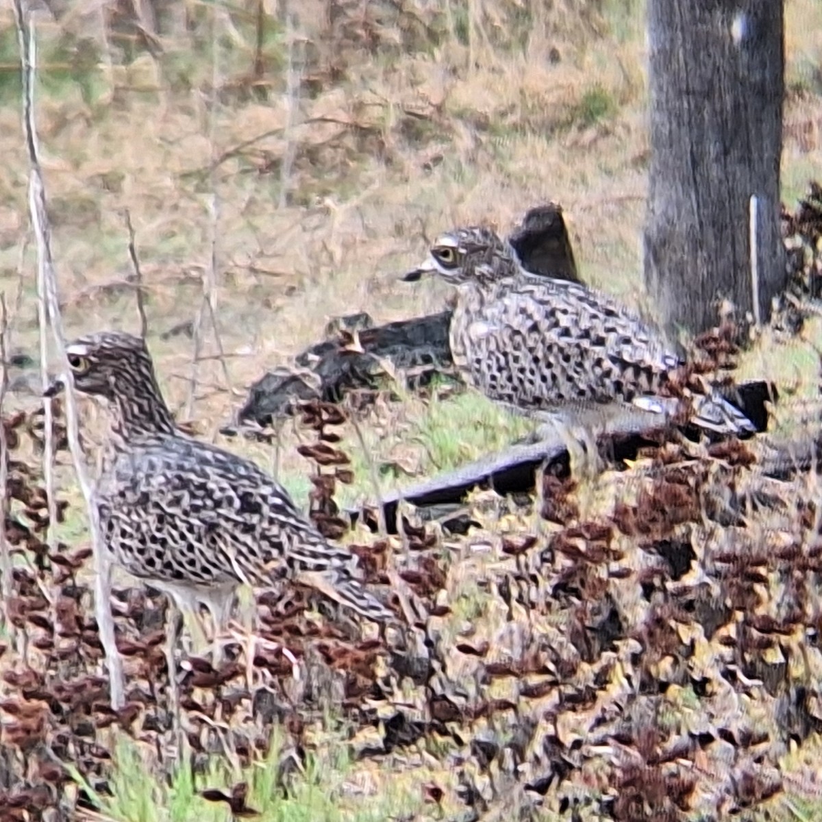 Spotted Thick-knee - ML635295827