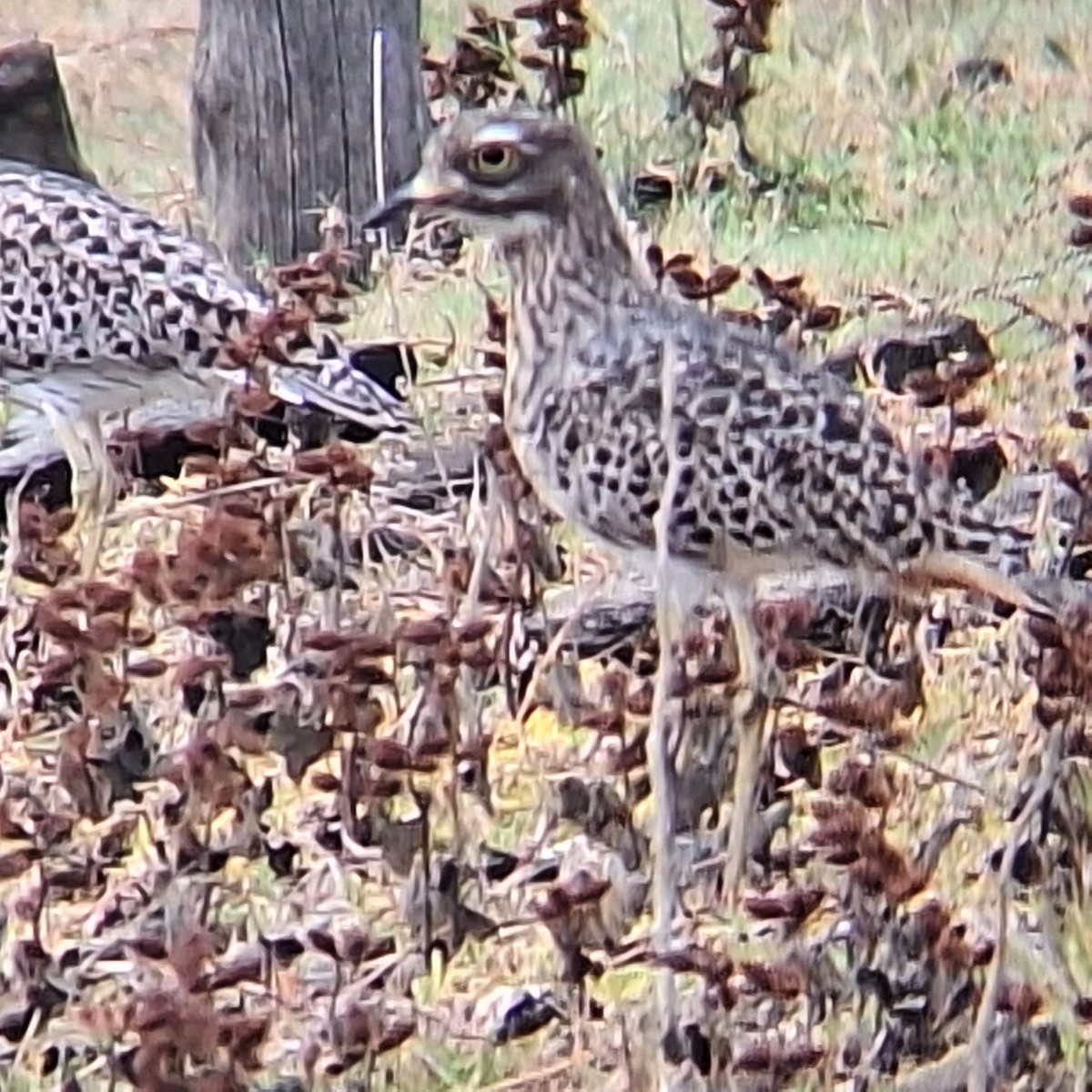 Spotted Thick-knee - ML635295828
