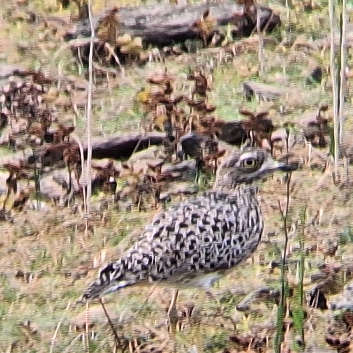 Spotted Thick-knee - ML635295829