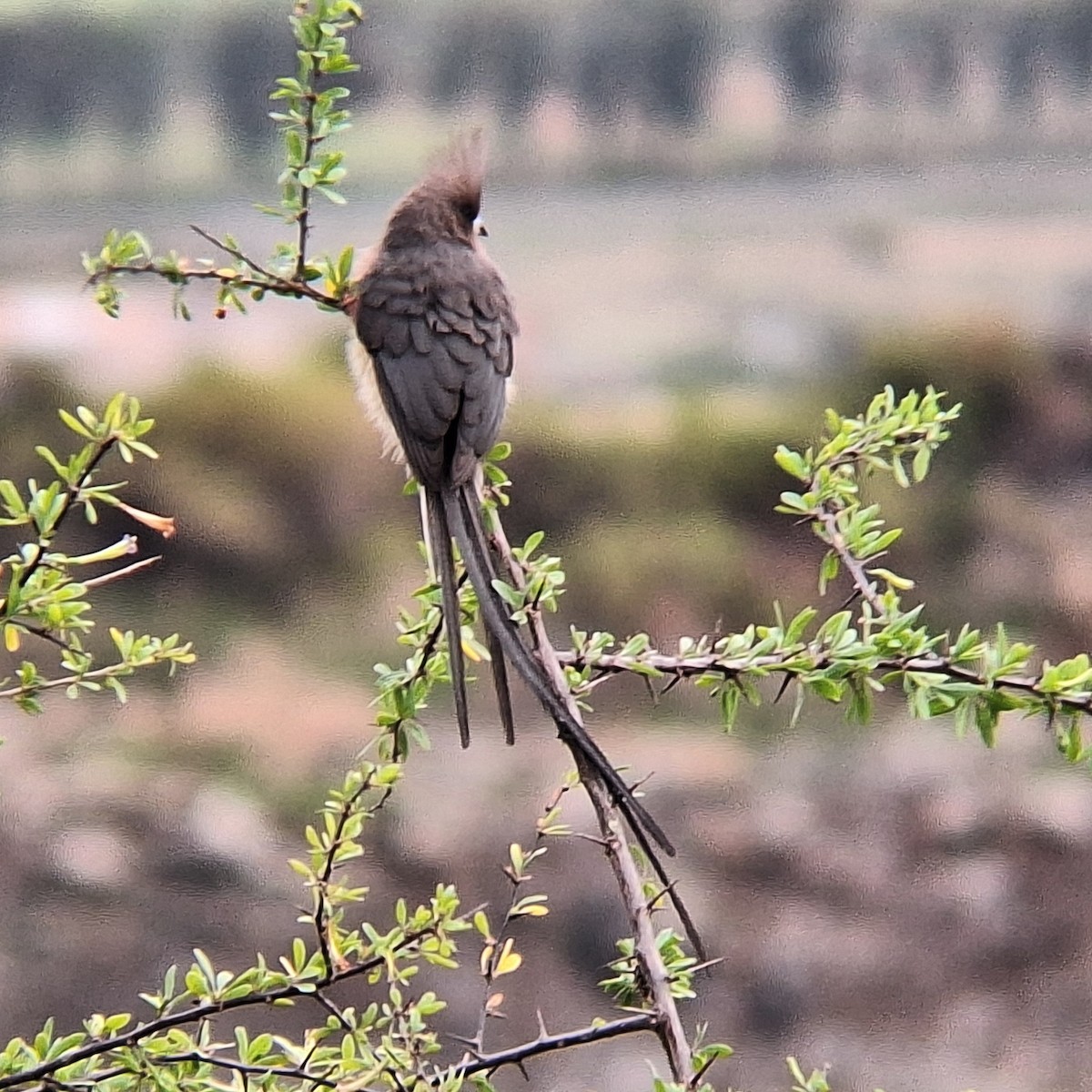 Speckled Mousebird - ML635295835