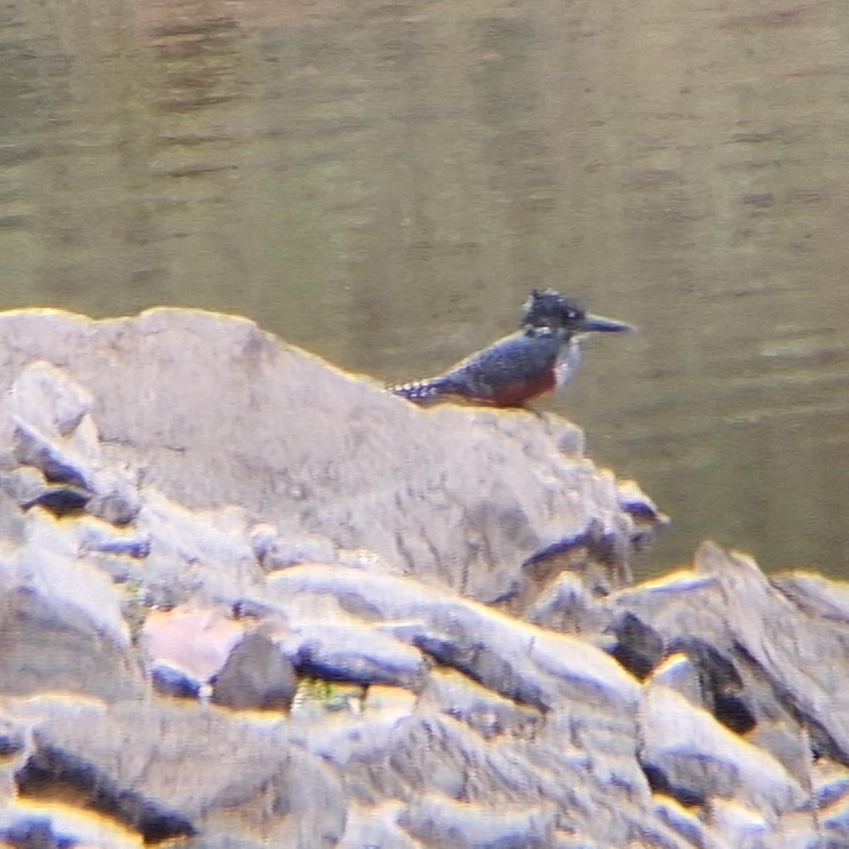 Giant Kingfisher - ML635295840