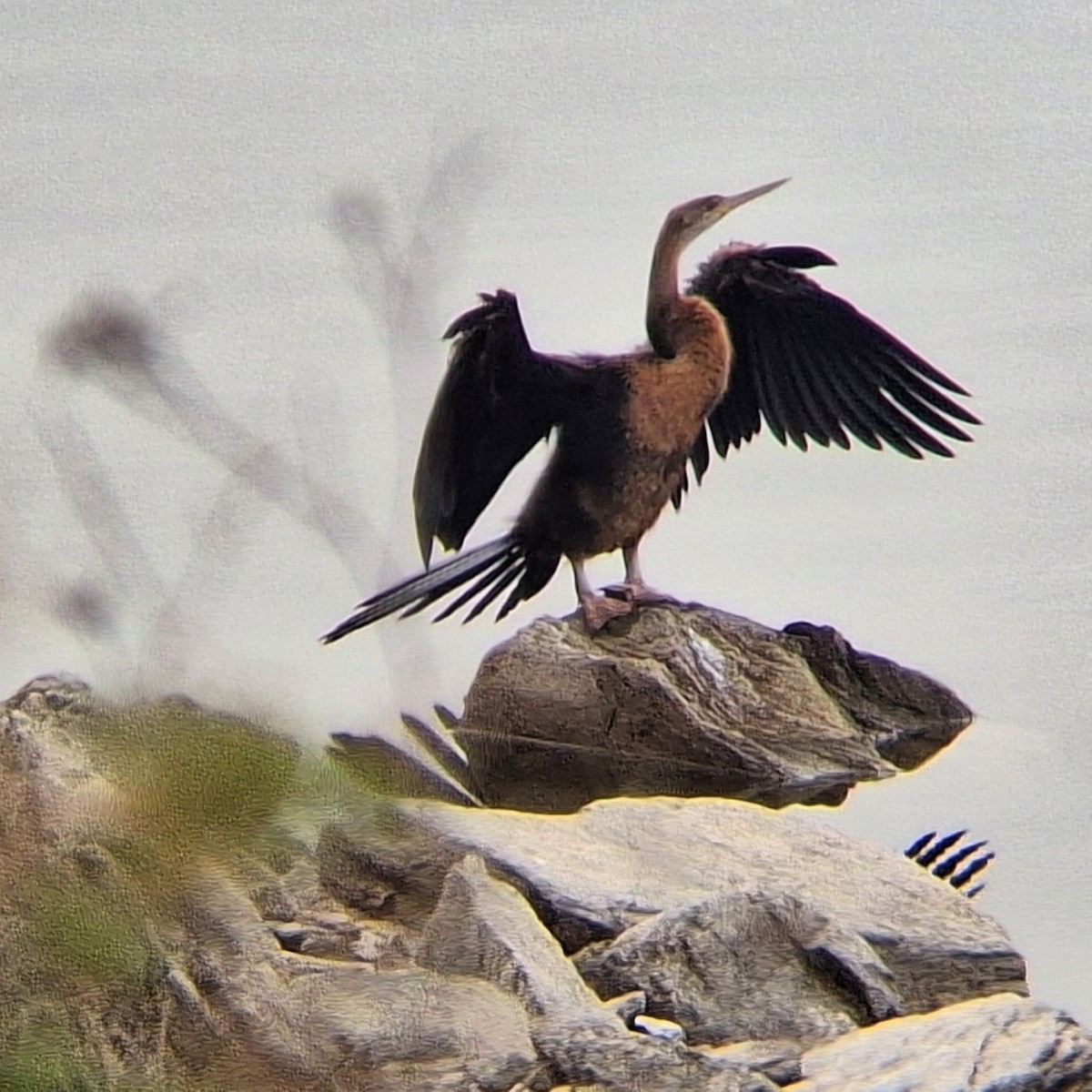 African Darter - ML635295847