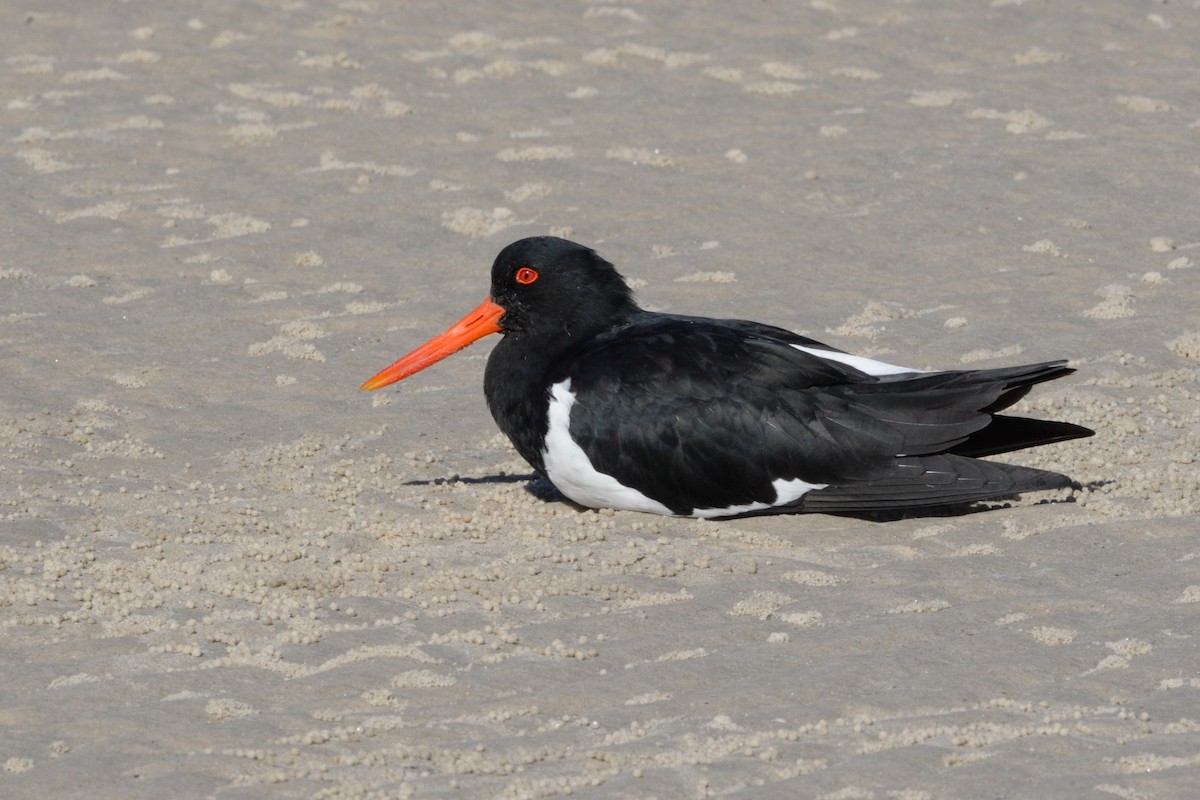 Pied Oystercatcher - ML635295886