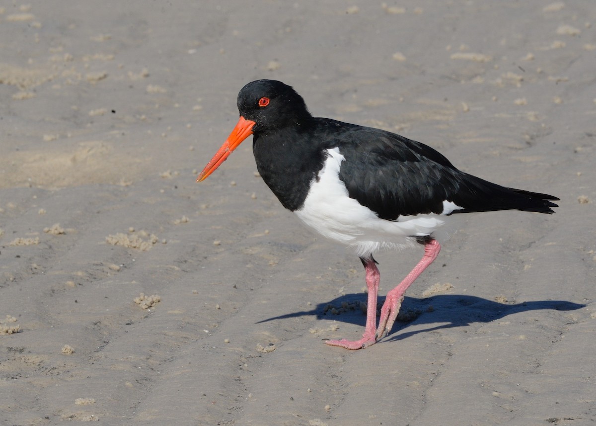 Pied Oystercatcher - ML635295887