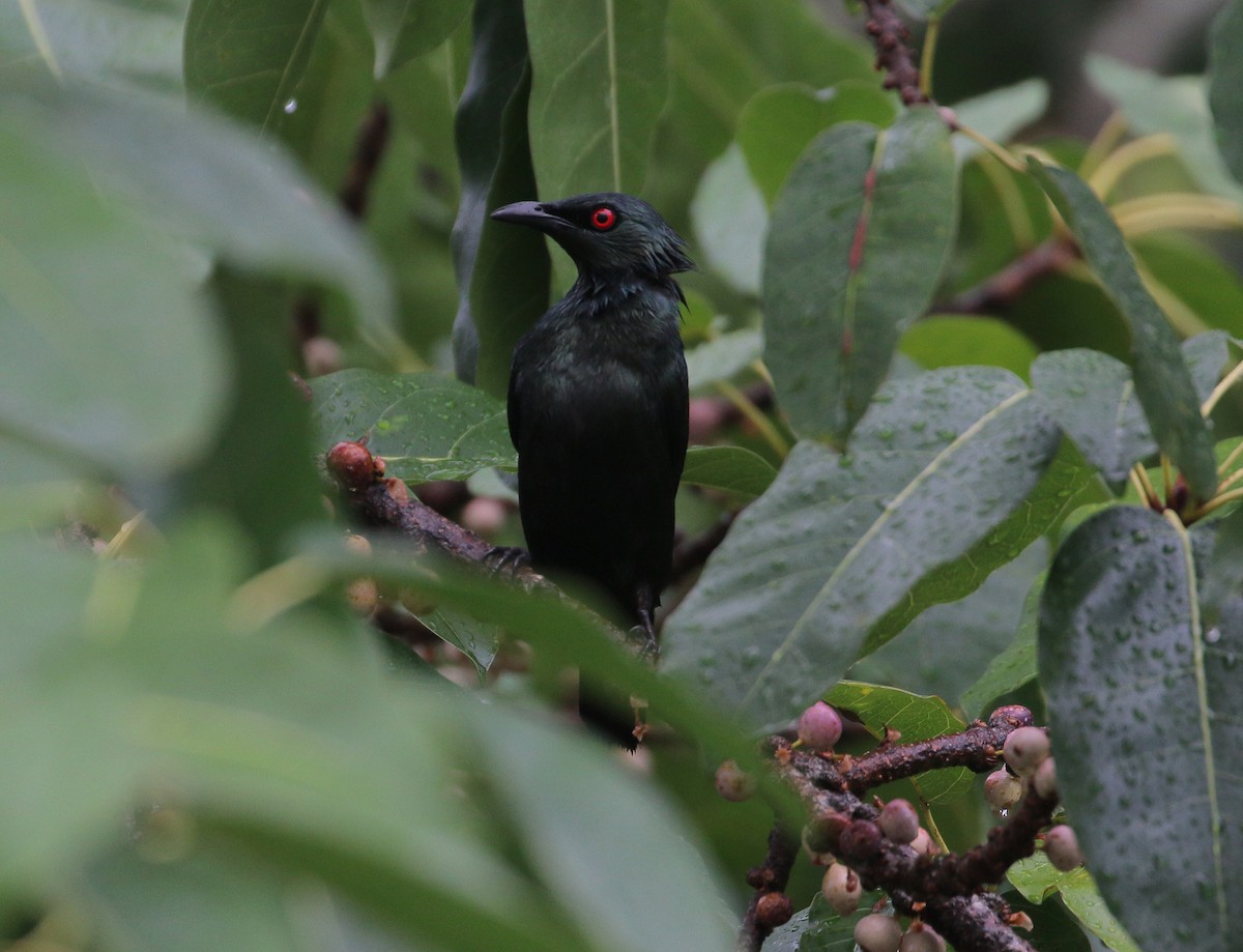Asian Glossy Starling - ML635295923