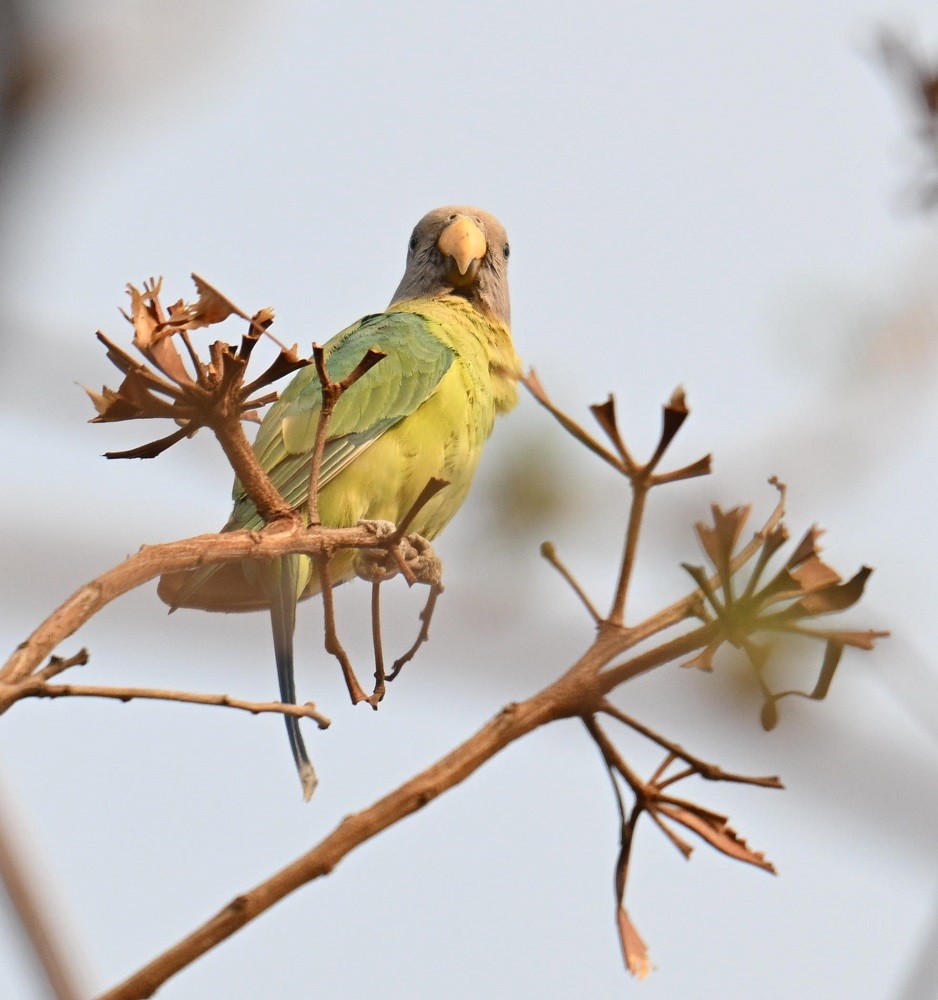 Plum-headed Parakeet - ML635295987