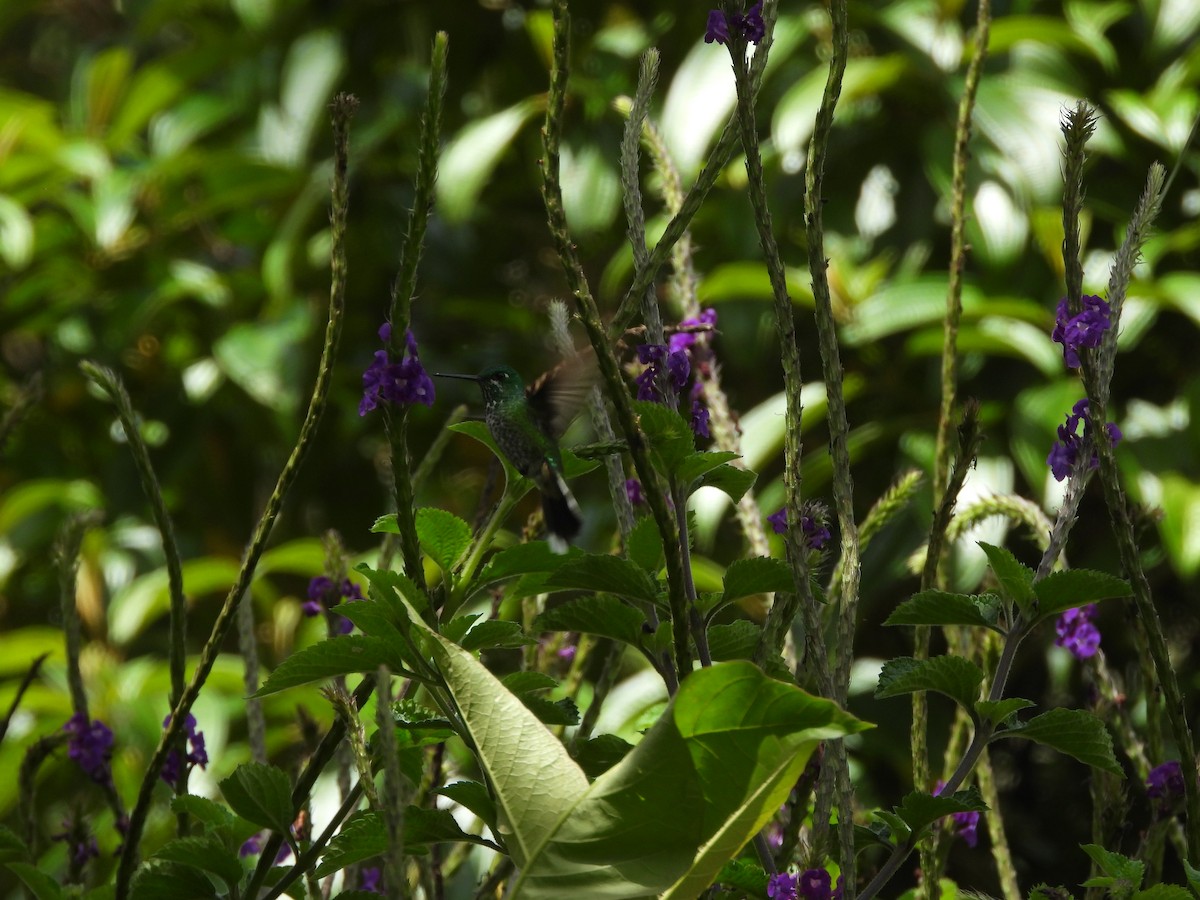 Rufous-vented Whitetip - ML635296009