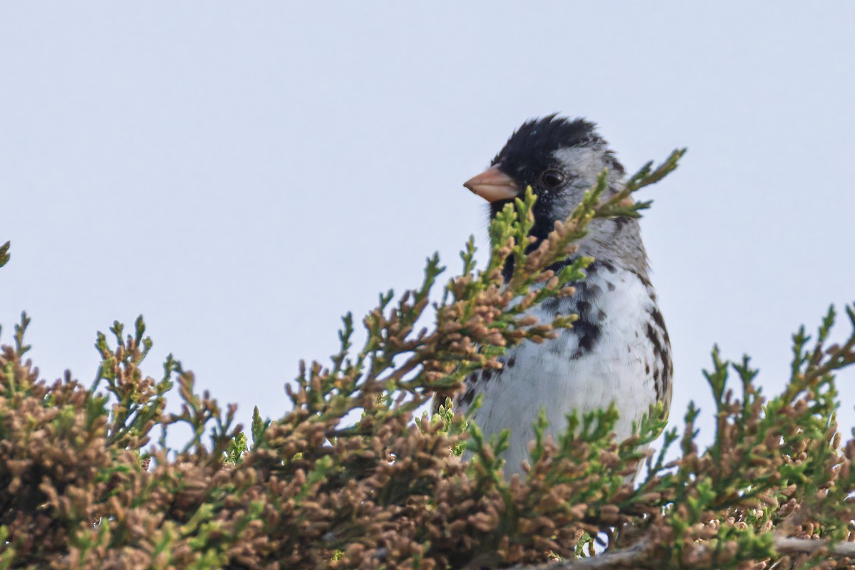Harris's Sparrow - ML635296063
