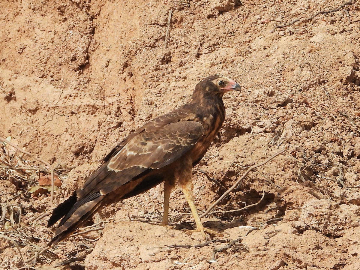 African Harrier-Hawk - ML635296065