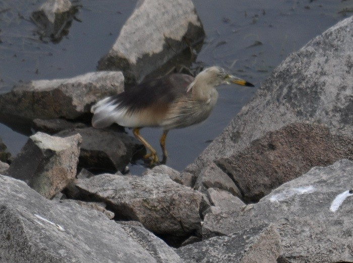 Indian Pond-Heron - ML635296077