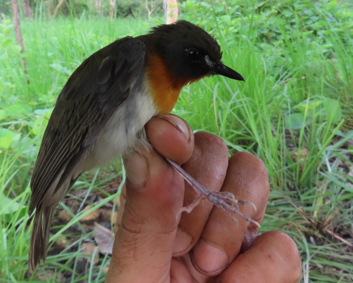 Orange-breasted Forest Robin - ML635296086