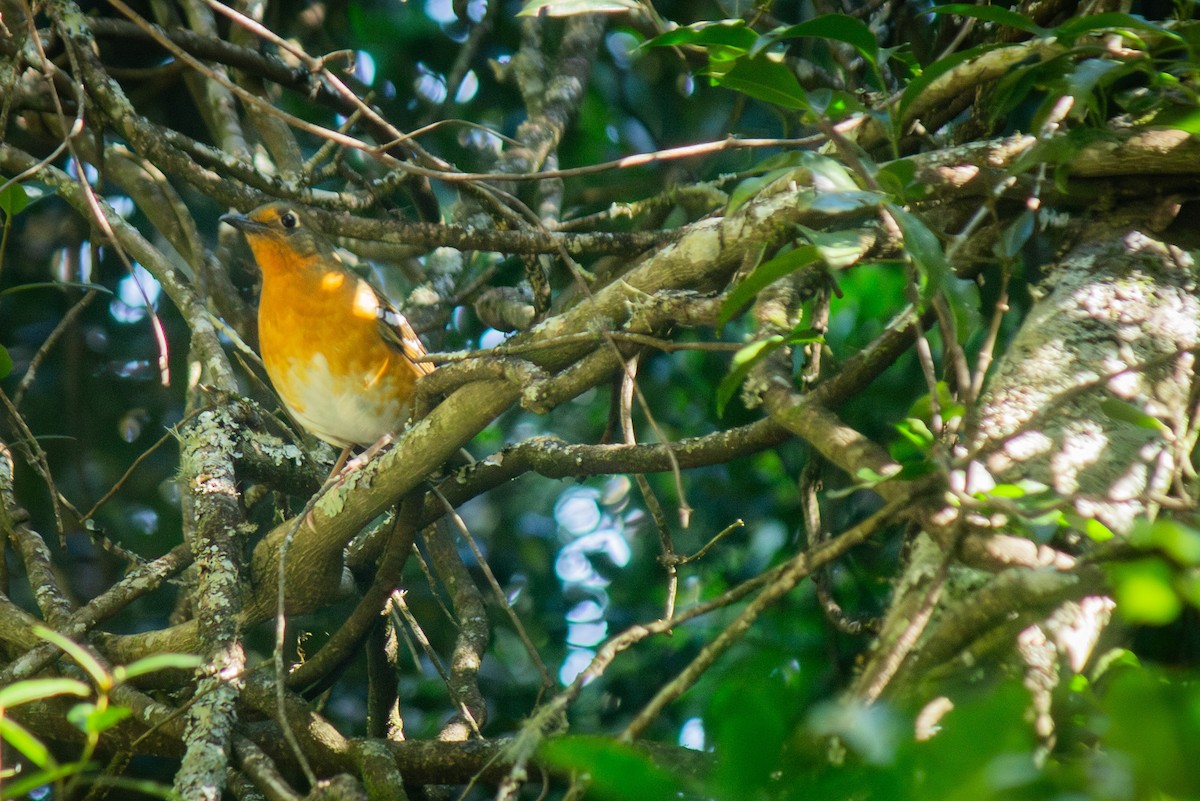 Orange Ground-Thrush - ML635296146