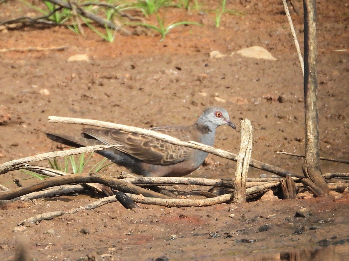 Adamawa Turtle-Dove - ML635296170