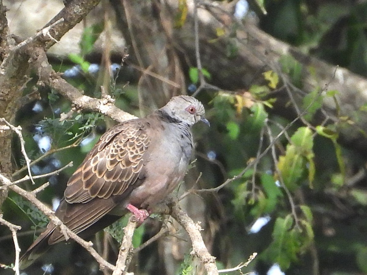 Adamawa Turtle-Dove - ML635296171