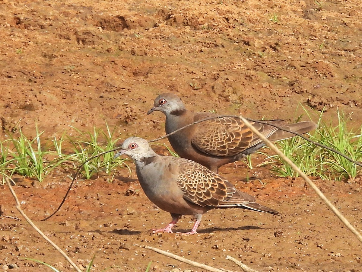 Adamawa Turtle-Dove - ML635296172
