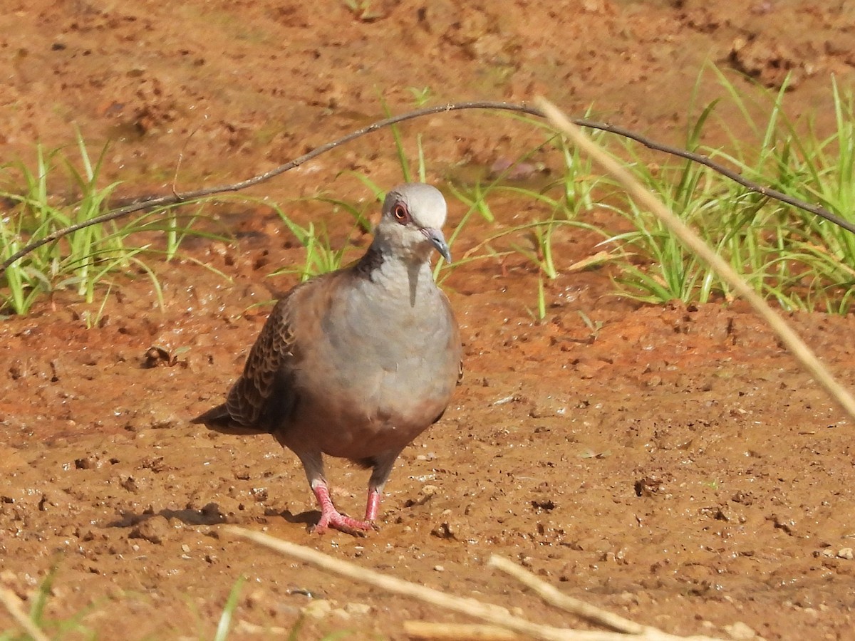 Adamawa Turtle-Dove - ML635296173