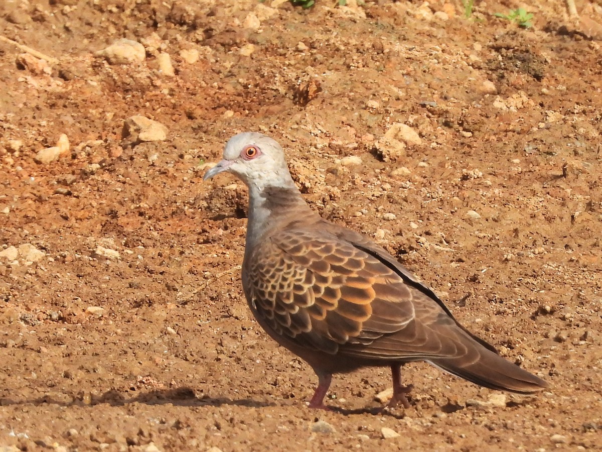 Adamawa Turtle-Dove - ML635296174