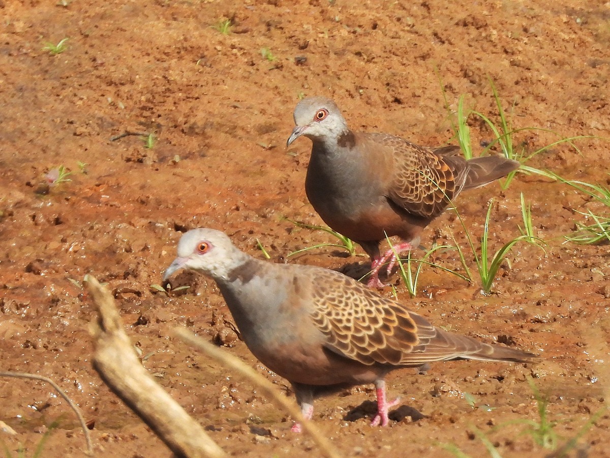 Adamawa Turtle-Dove - ML635296175
