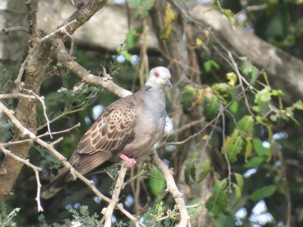 Adamawa Turtle-Dove - ML635296176