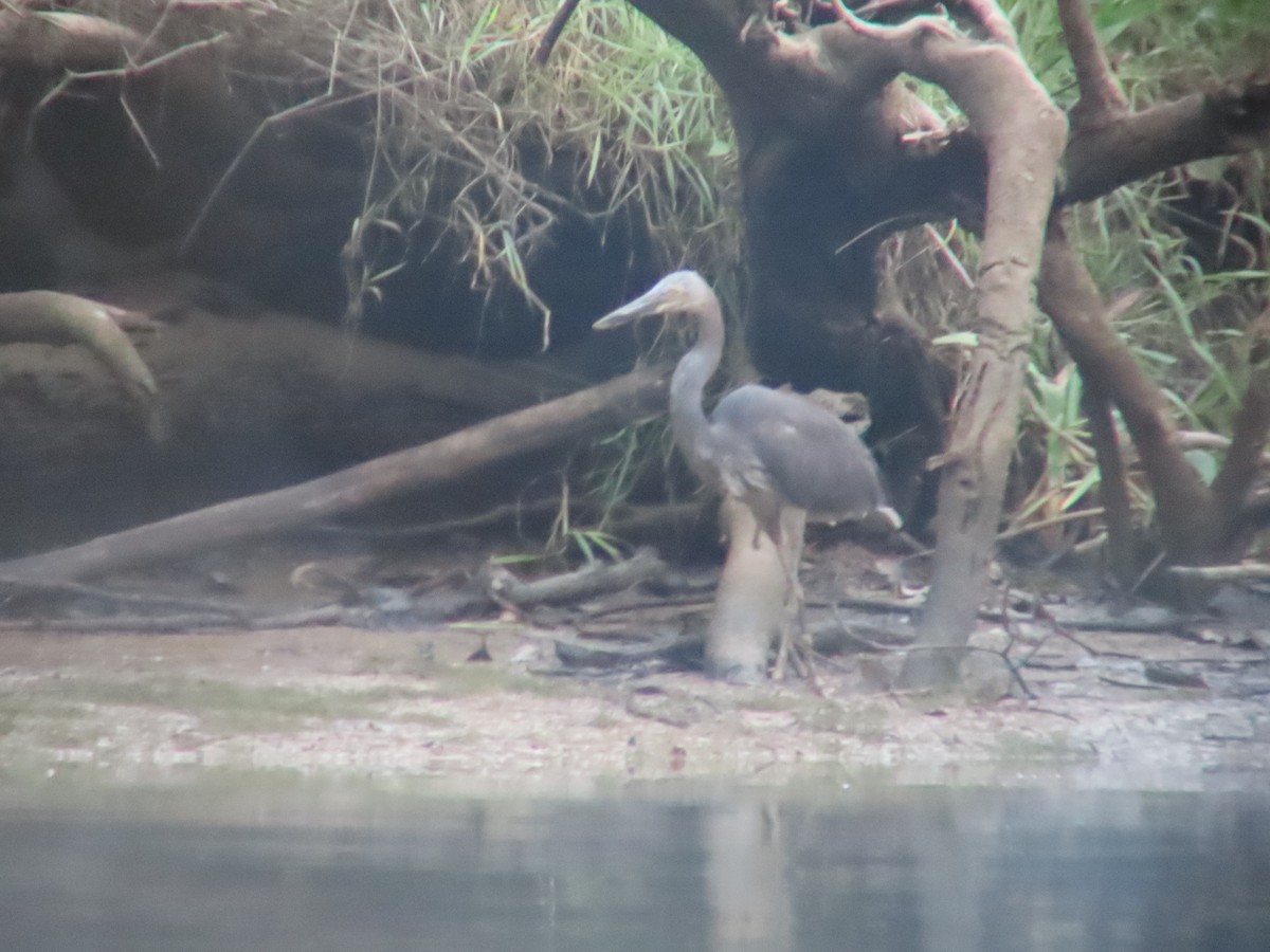 Great-billed Heron - ML635296229