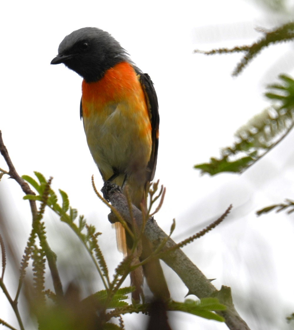 Small Minivet - ML635296244