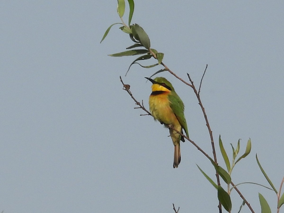 Little Bee-eater - ML635296288