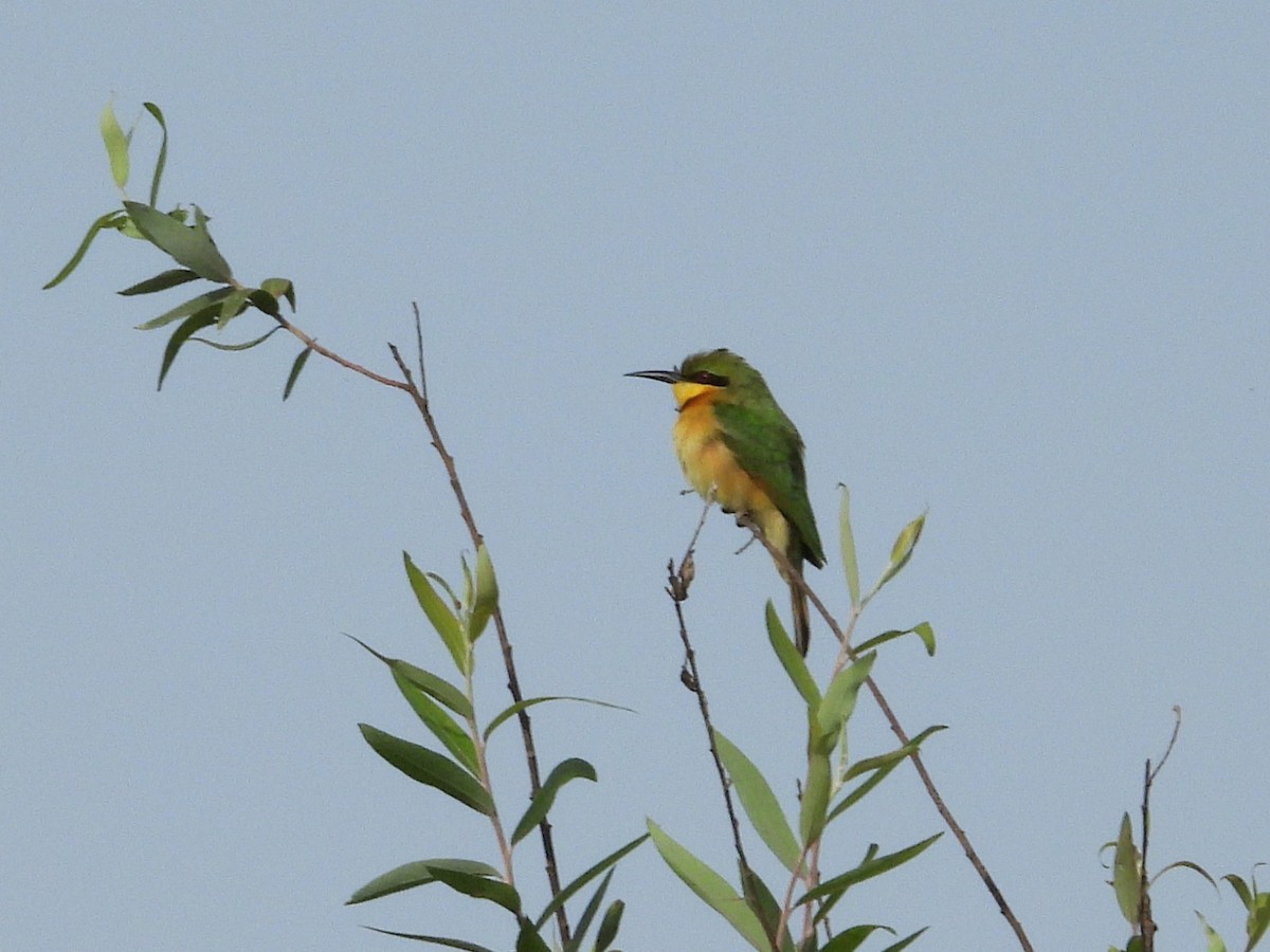 Little Bee-eater - ML635296289