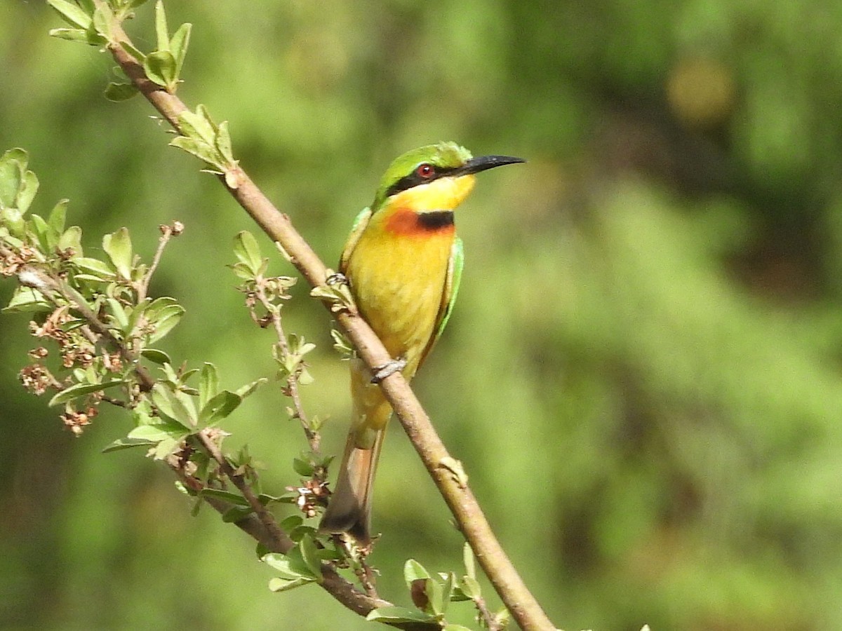 Little Bee-eater - ML635296290