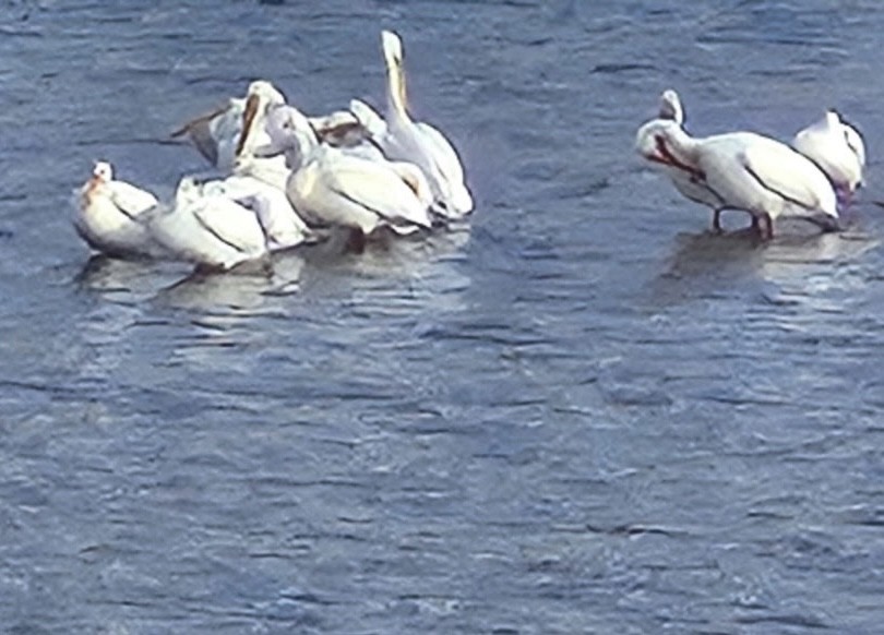 American White Pelican - ML635296319