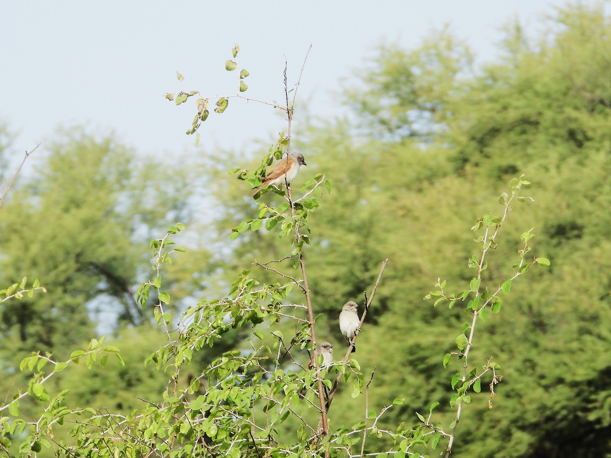 Northern Gray-headed Sparrow - ML635296329