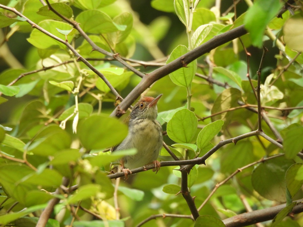 Common Tailorbird - ML635296504