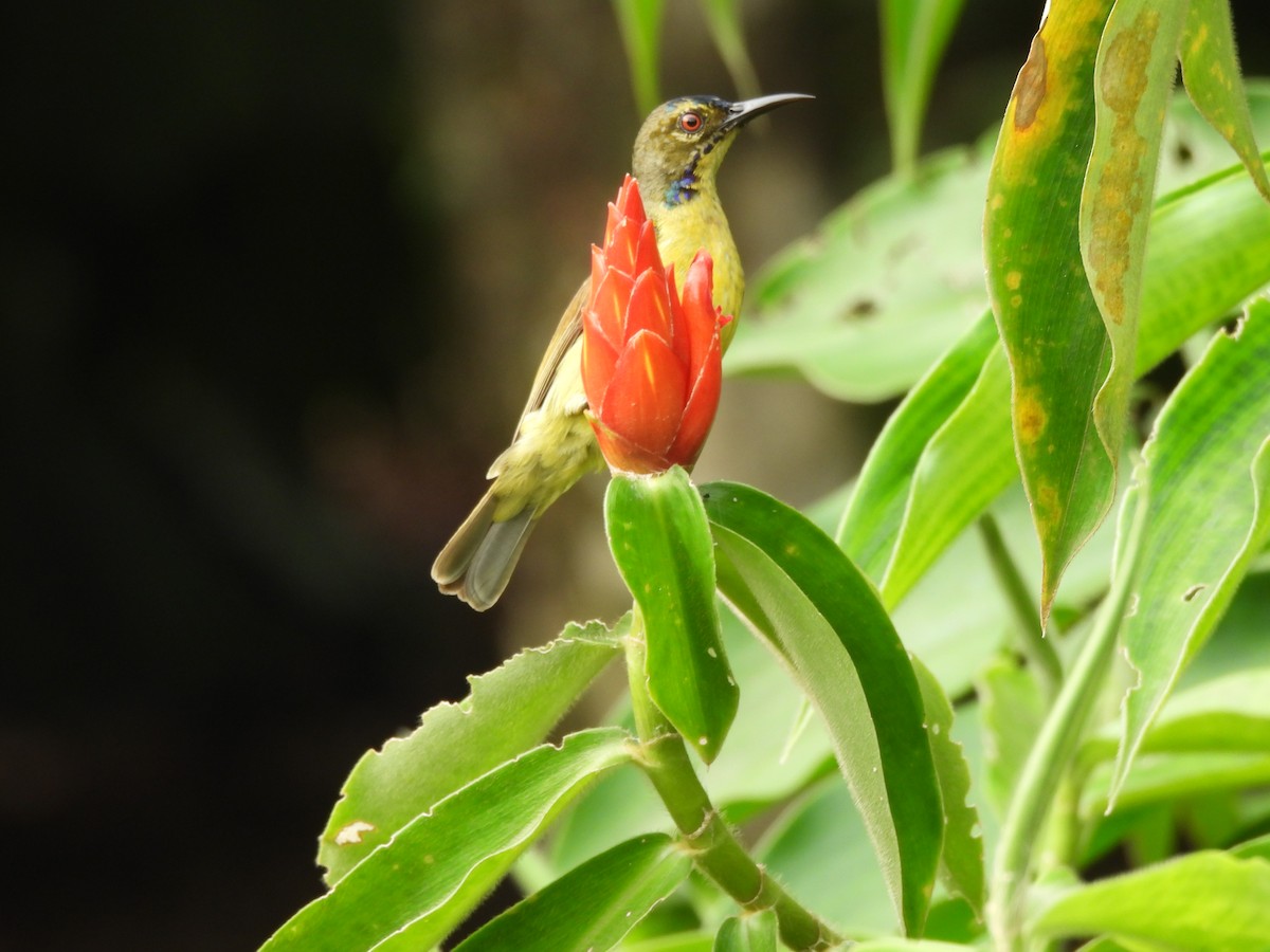Brown-throated Sunbird - ML635296508