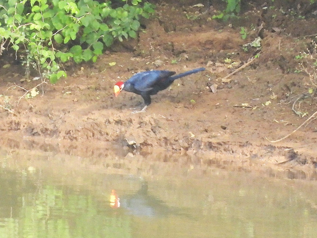 Violet Turaco - ML635296562