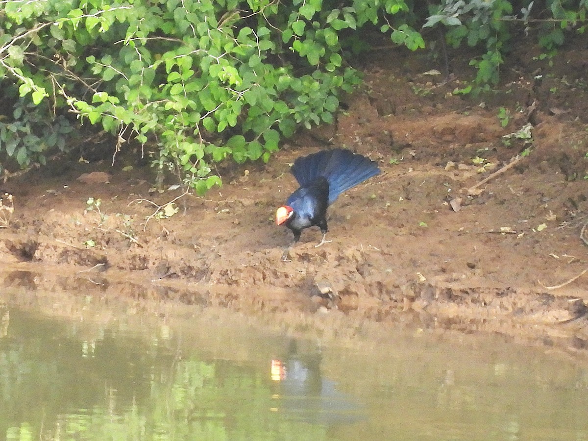 Violet Turaco - ML635296563