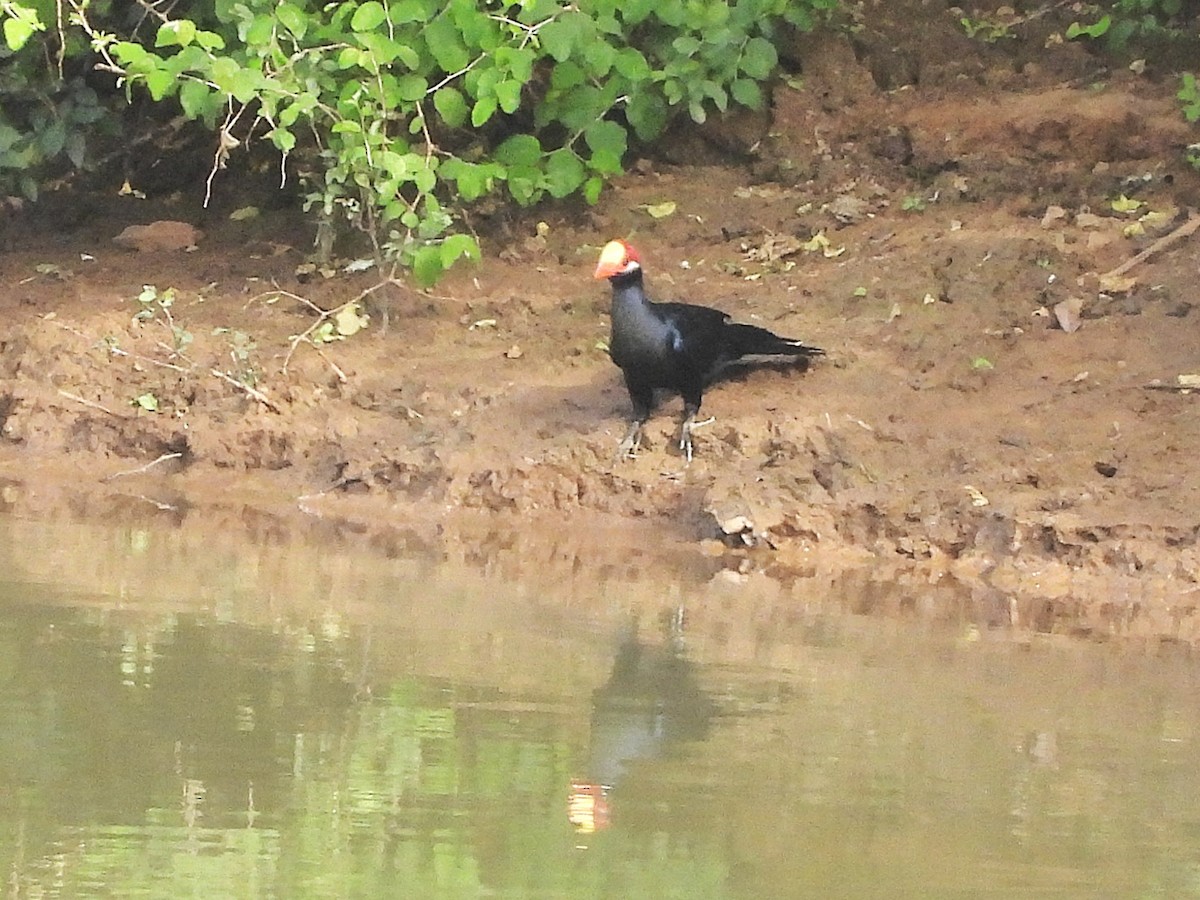 Violet Turaco - ML635296564