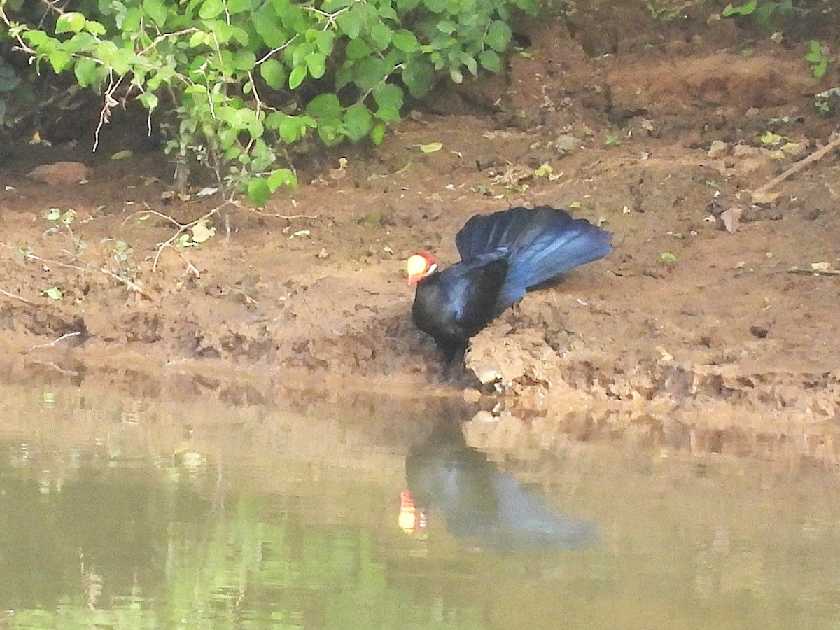 Violet Turaco - ML635296565