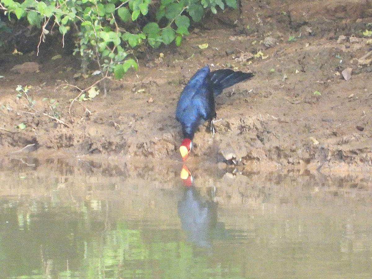 Violet Turaco - ML635296567