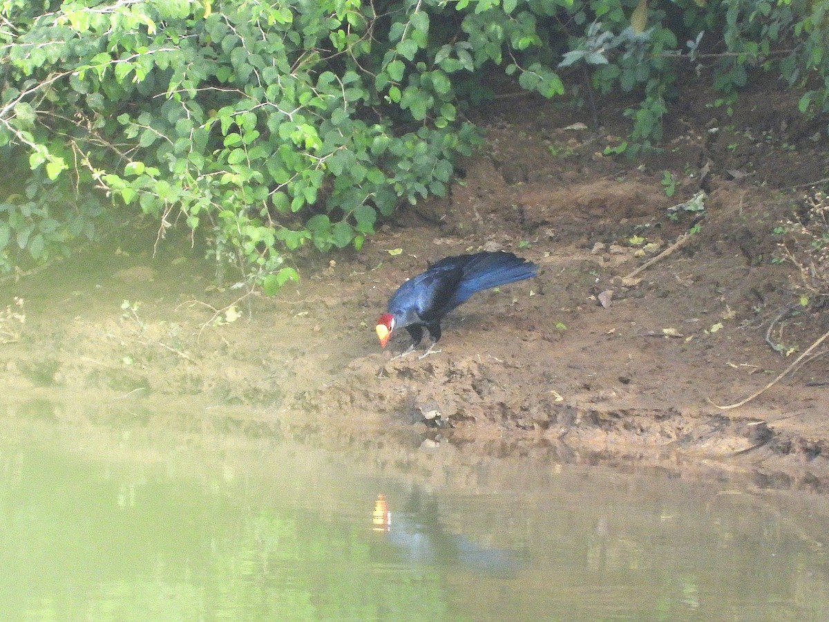 Violet Turaco - ML635296568