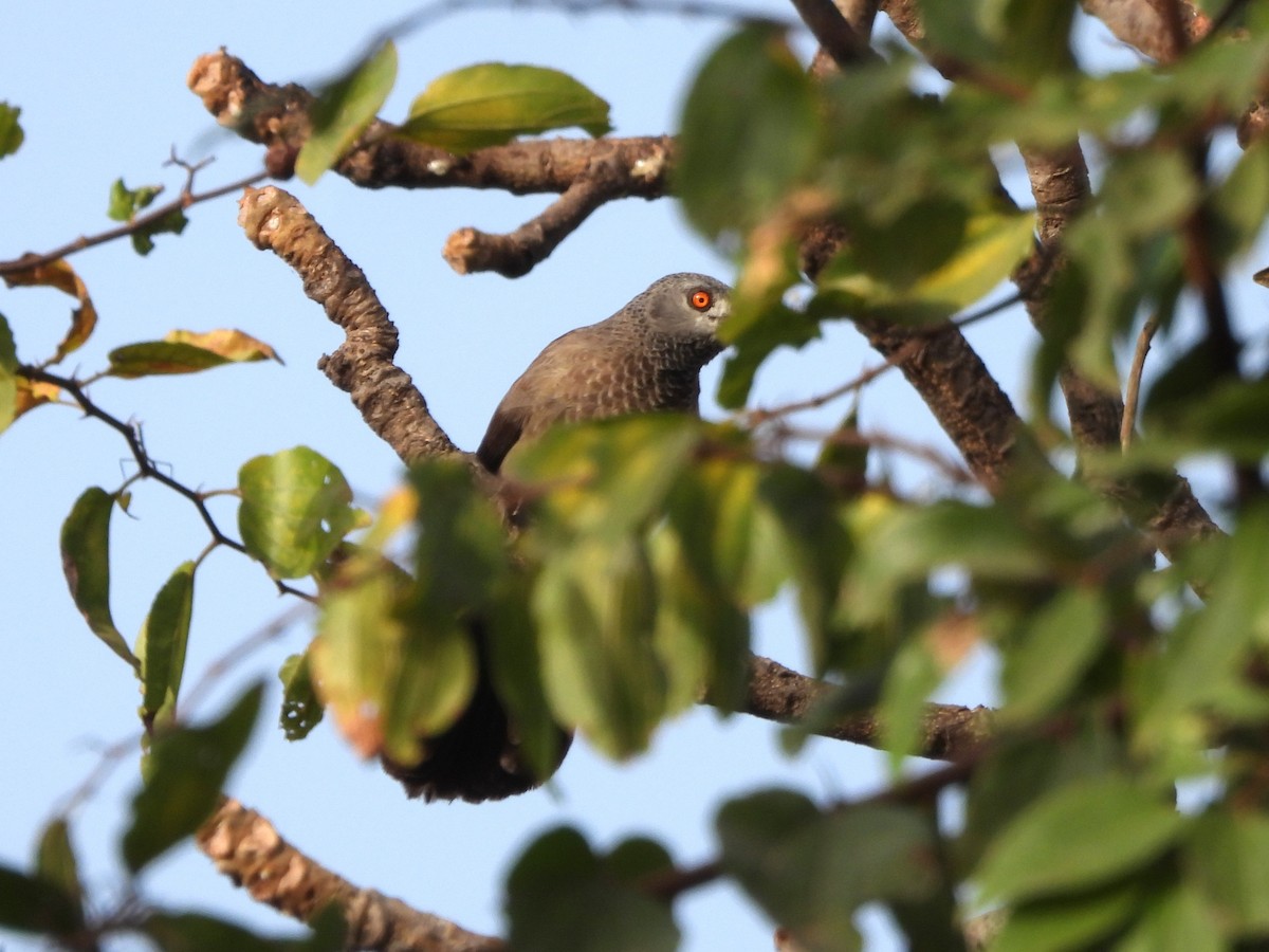 Brown Babbler - ML635296590