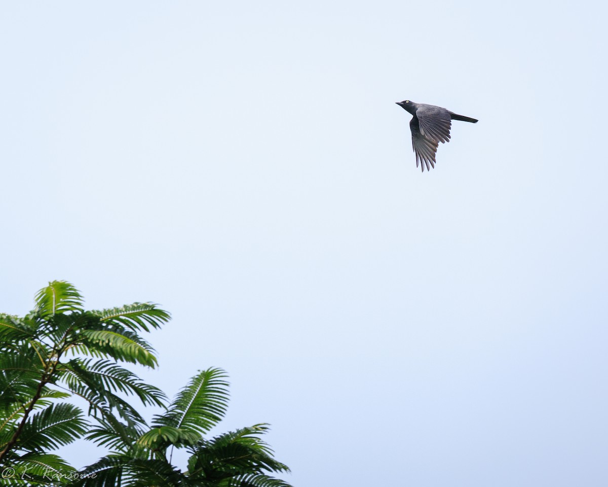 Bar-bellied Cuckooshrike - ML635296651