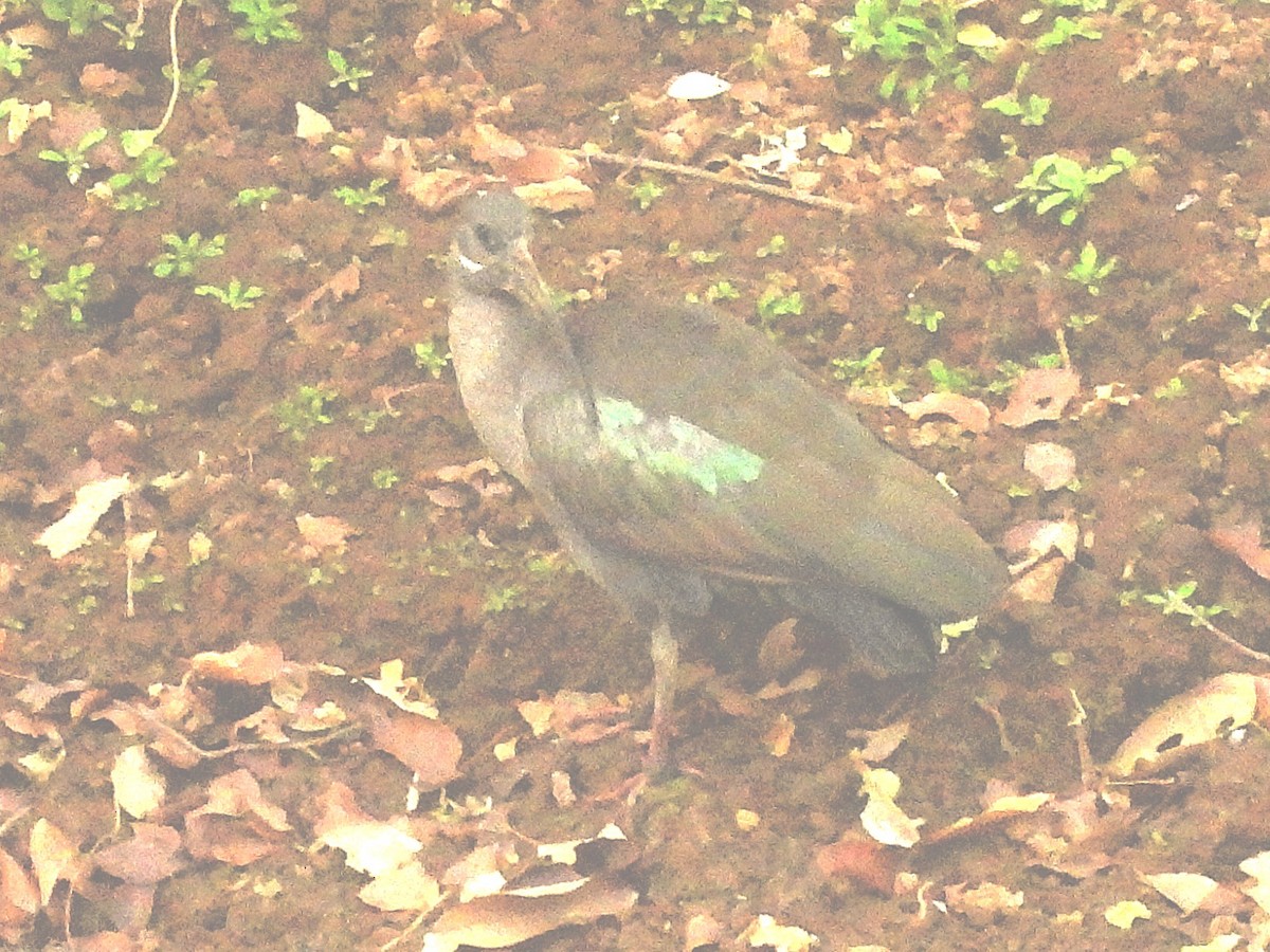 Hadada Ibis - ML635296666