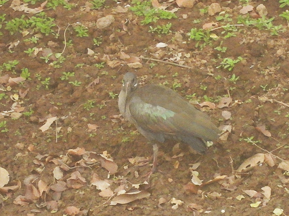 Hadada Ibis - ML635296667