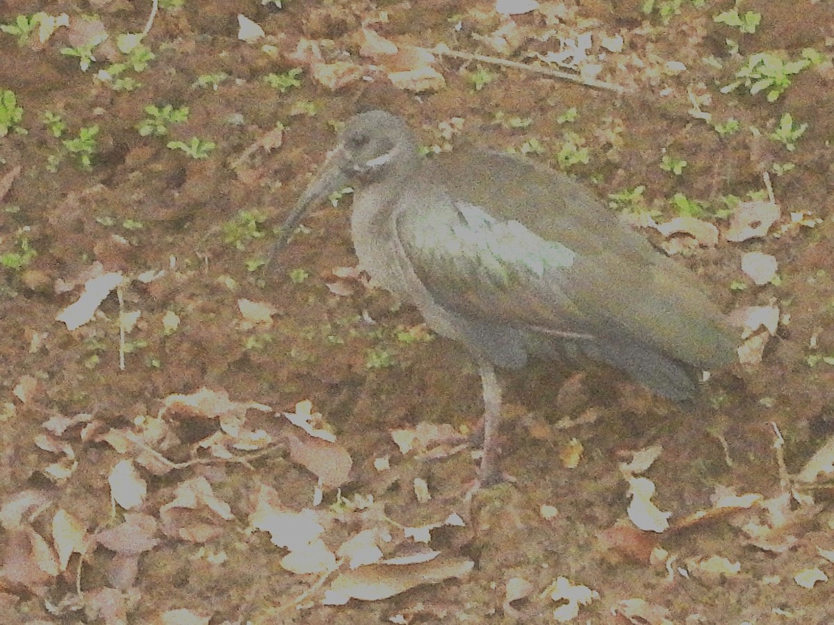 Hadada Ibis - ML635296668
