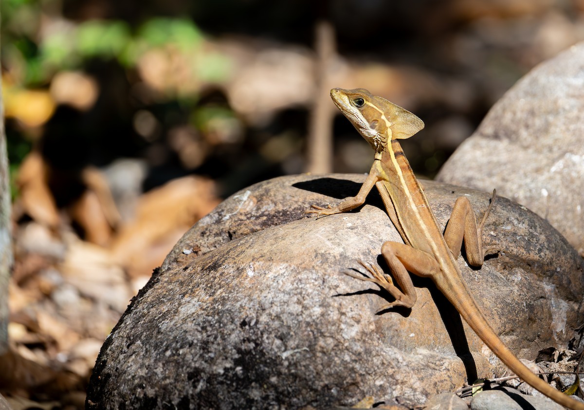 Brown Basilisk - ML635296678