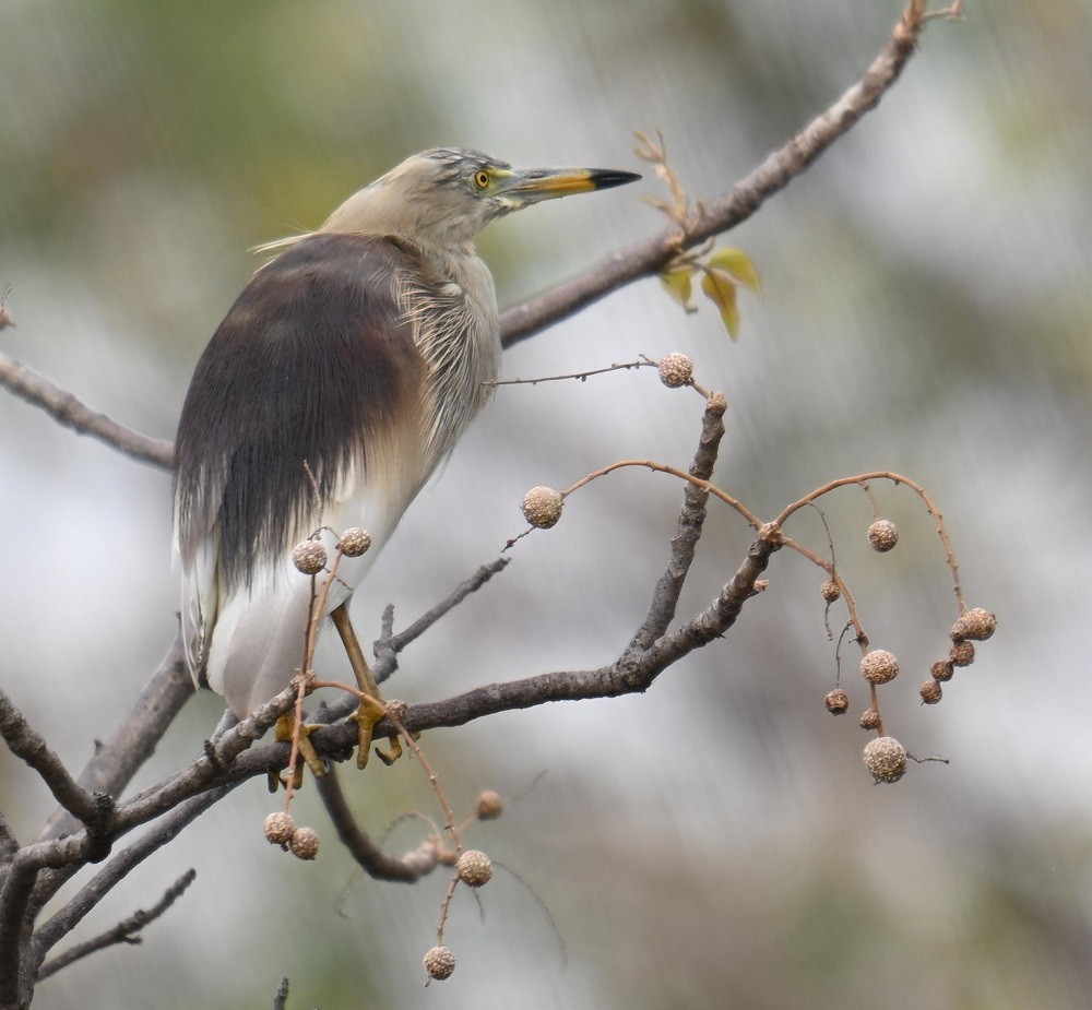Indian Pond-Heron - ML635296695