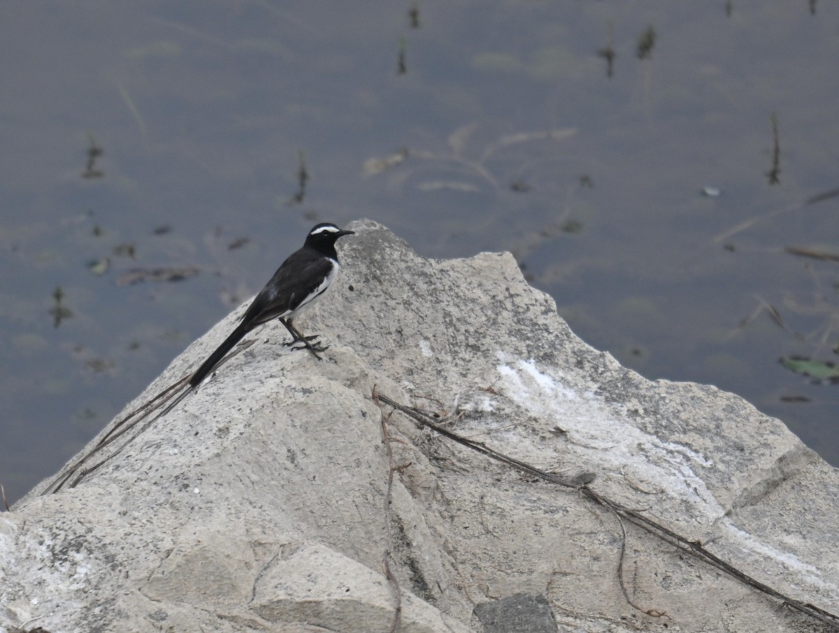 White-browed Wagtail - ML635296725