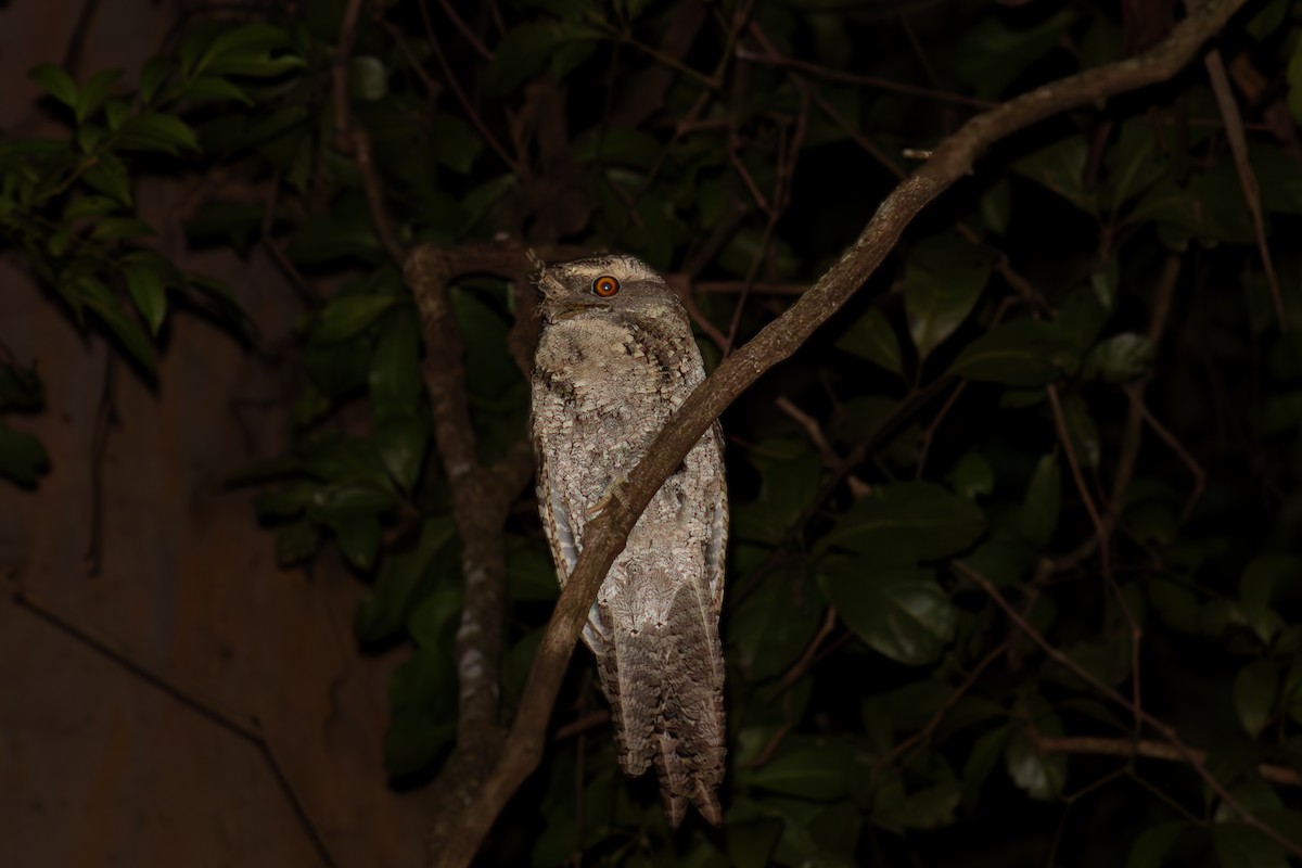 Marbled Frogmouth - ML635296749