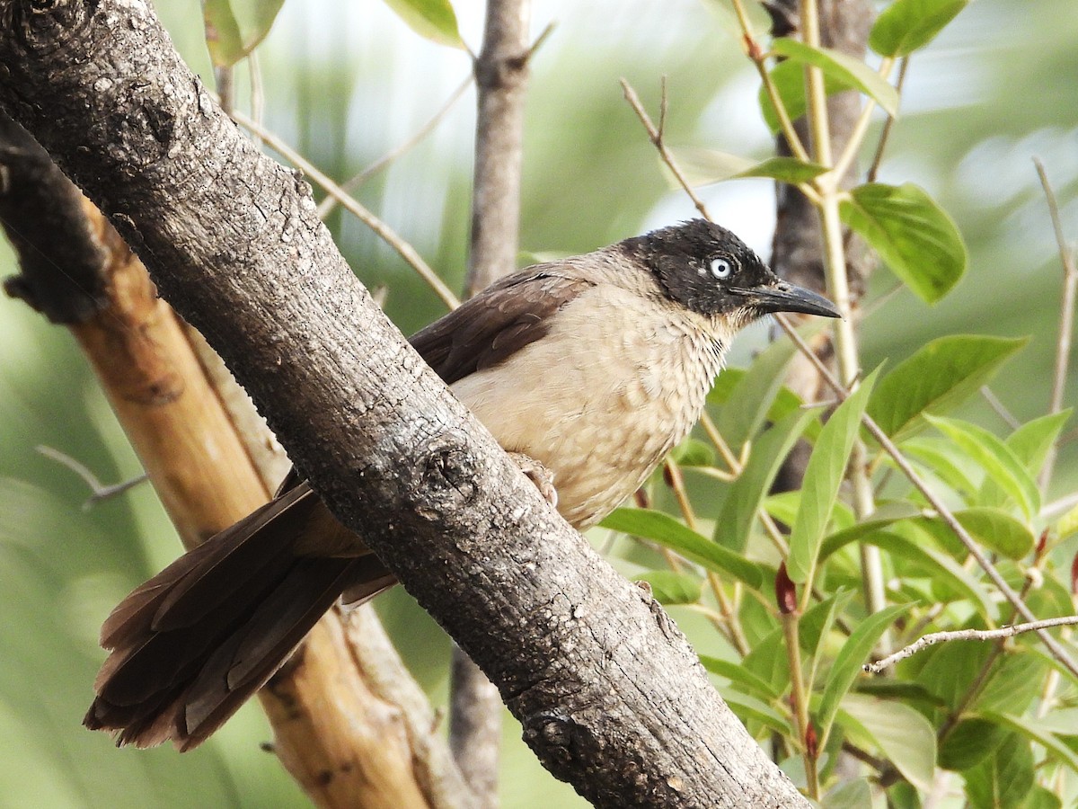 Blackcap Babbler - ML635296787