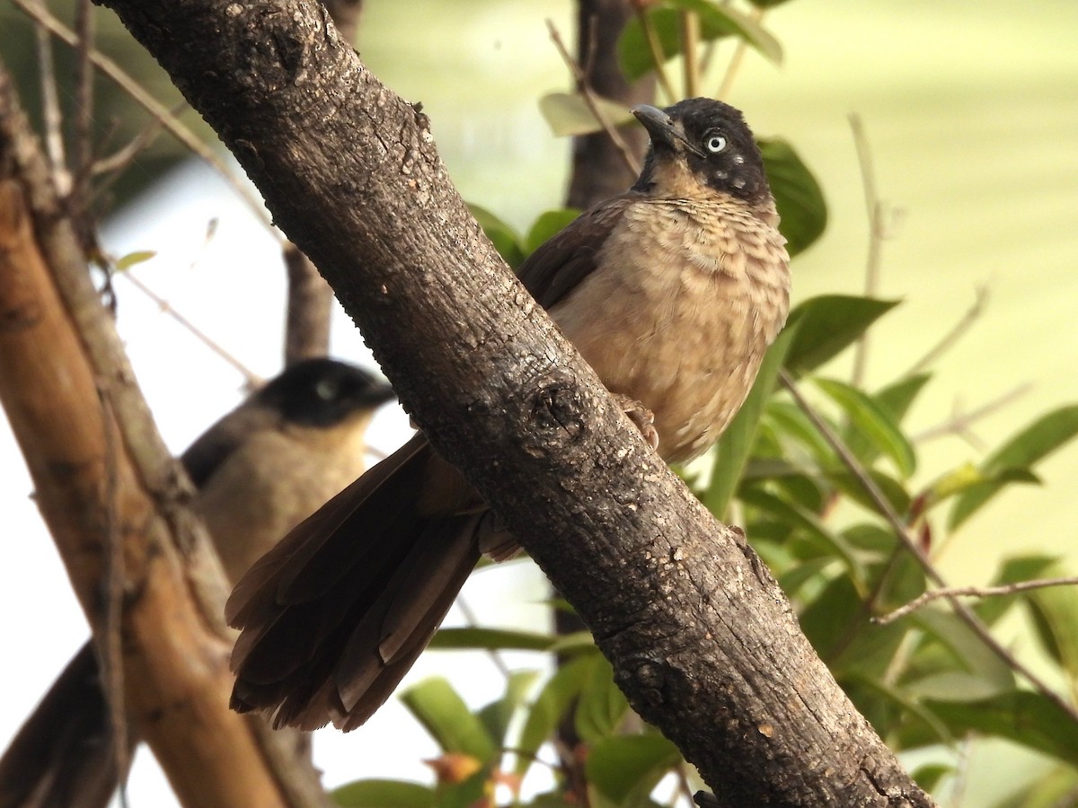Blackcap Babbler - ML635296789
