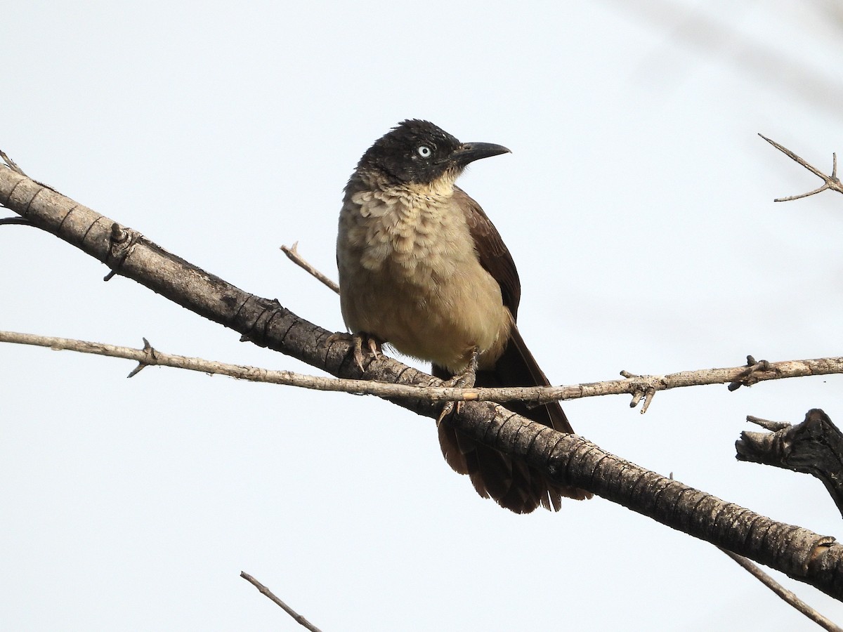 Blackcap Babbler - ML635296791